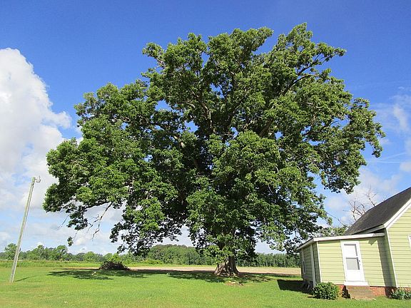 Magestic Chestnut Oak 