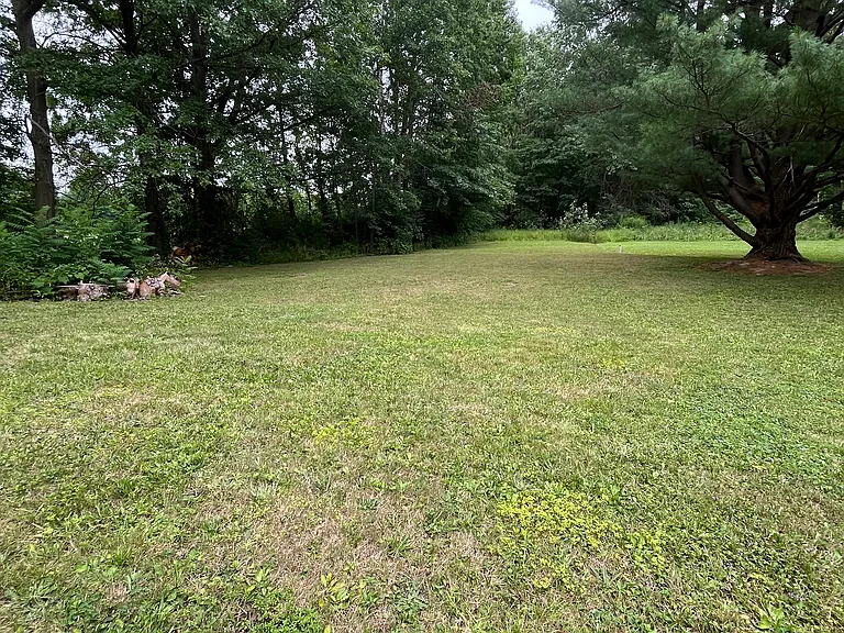 Back yard