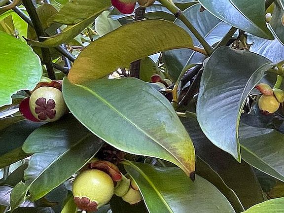 Developing Mangosteens 