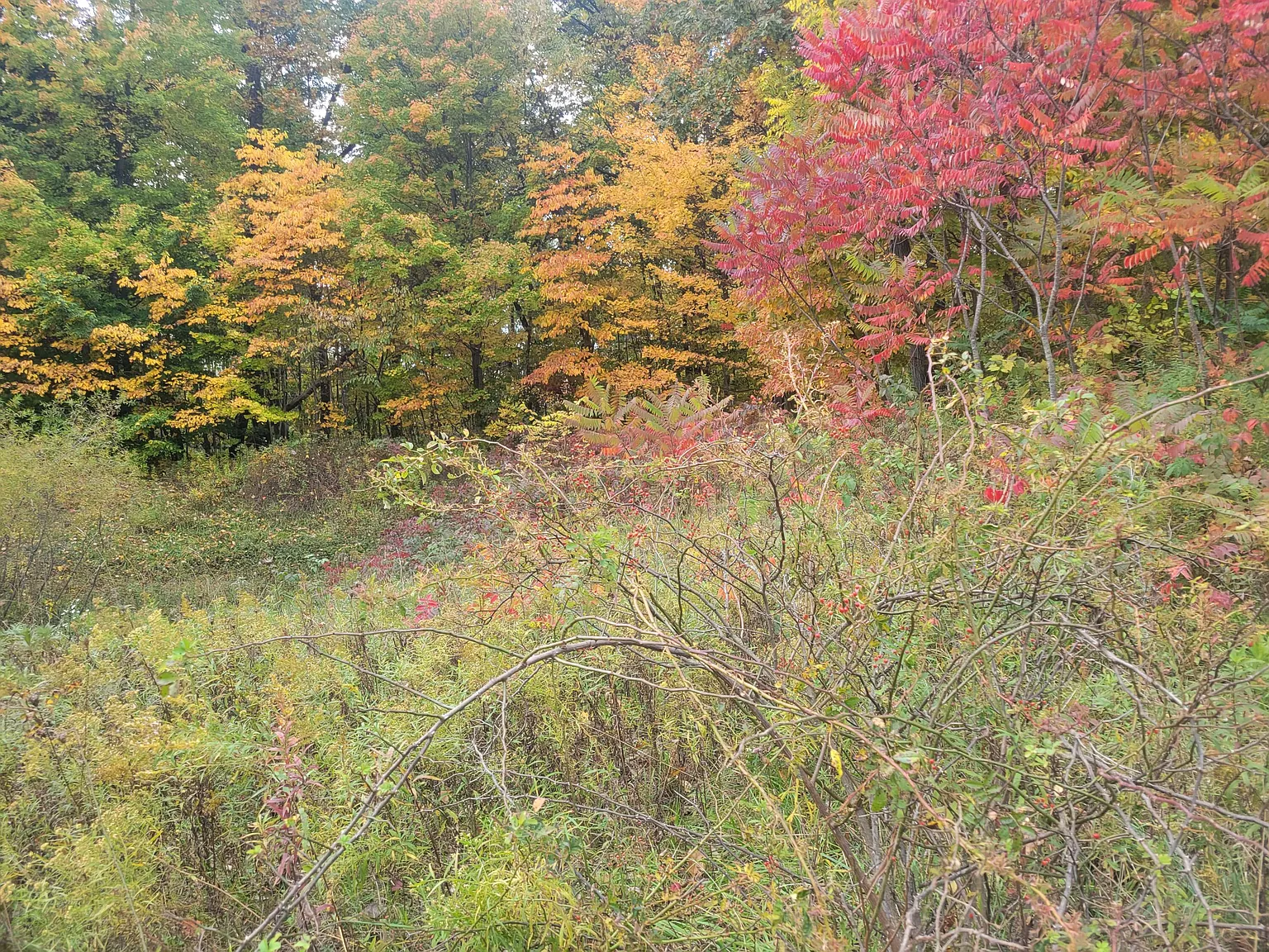 74032 Ridgeway photo 1