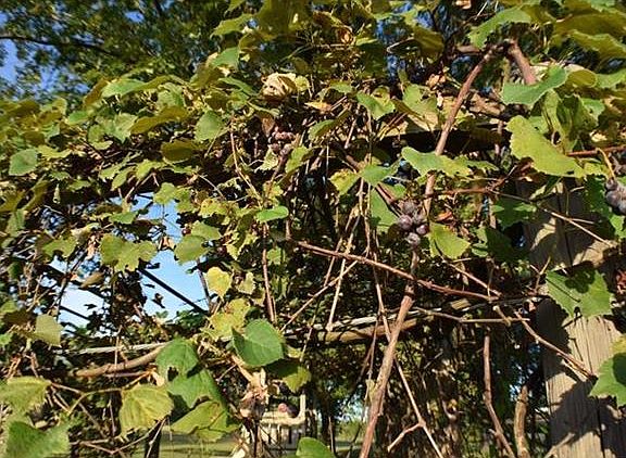 Concord Grapes, perfect for wine enthusiast.