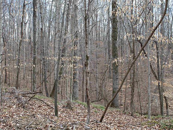 3rd image of 3482 Waterfall Creek Rd