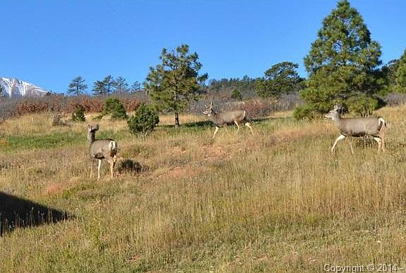 The neighbors are very friendly!