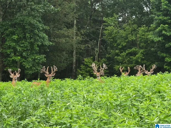 Guinns Cove Rd #0, Hayden, AL 35079