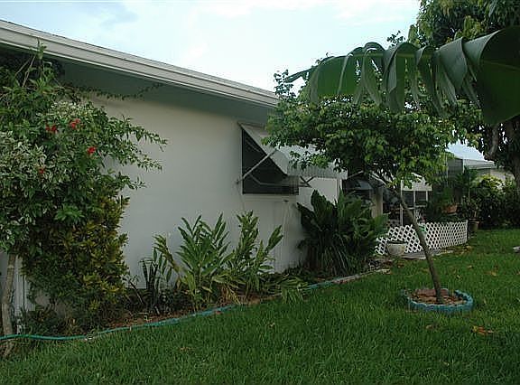 Star fruit tree & back yard