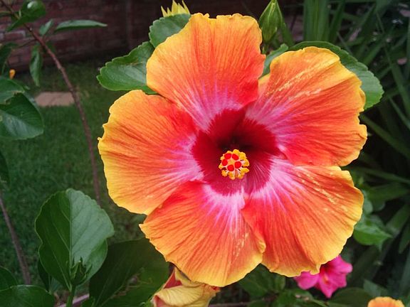 Beautiful hibiscus near pool