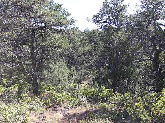4th image of Fisher Peak Pkwy Lot M5