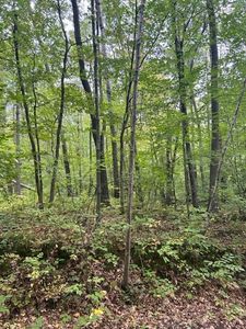 Lake Camile Rd, Cushing, MN, 56443