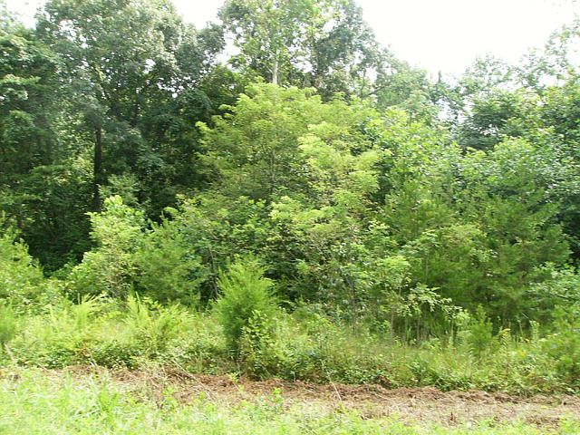 2nd image of Narrow Gauge Rd