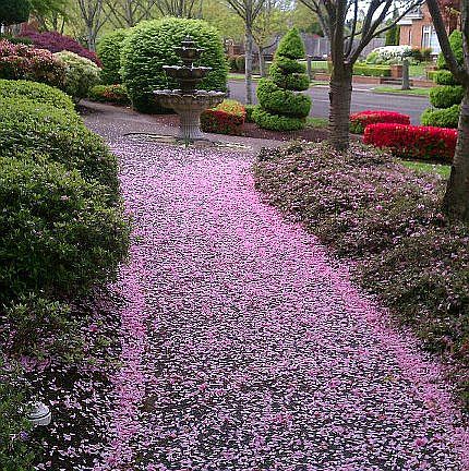 Springtime on Lakeview