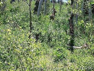 1st image of Interstate Highway 32 Road I 32 Park #Oak