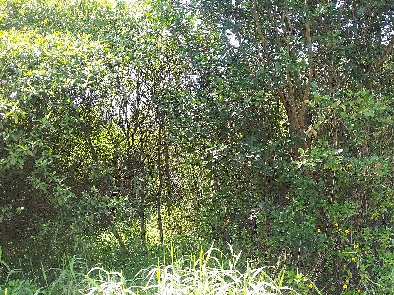 1st image of 34 Avenue