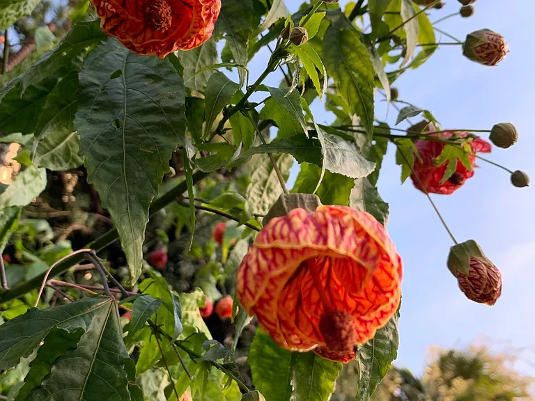 More cool flowers on the property