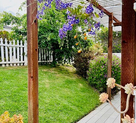 Plum tree by deck