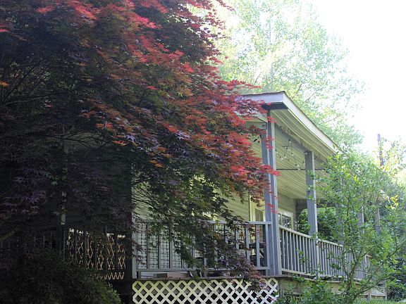 colorful Japanese maple