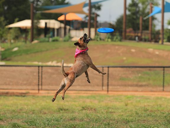 Your furry friends will jump for joy in their very own dog park.