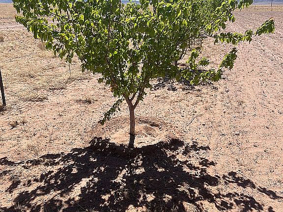 15+ Manchurian Apricot Trees