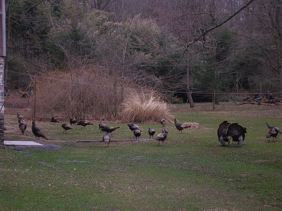 Wild turkeys meander through the yard