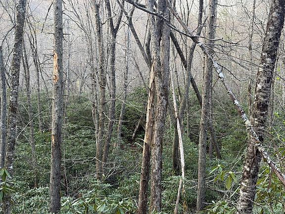 5th image of Gold Creek Rd