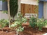 Rose Garden 
