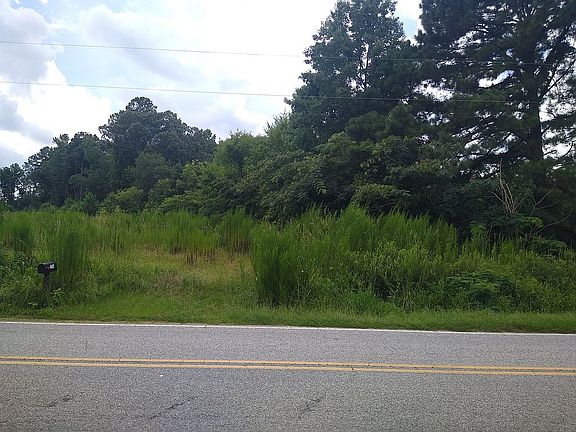 blueberry bushes/ tree line