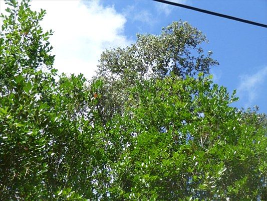 1st image of Napua St Lot 21