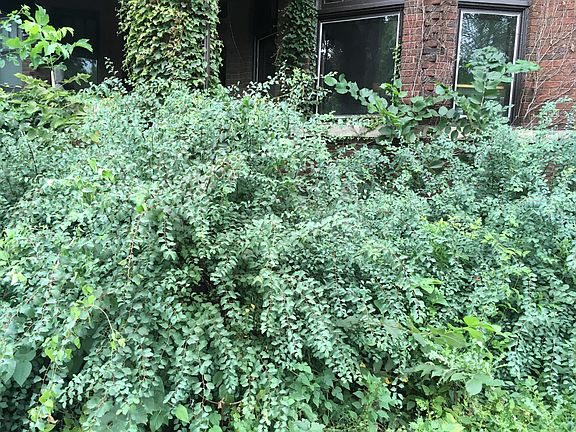 2nd image of 1623 W Forest Ave #5