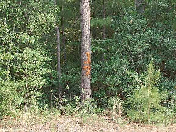 Lot #17 easily locate this lot by the number painted onto a pine tree.