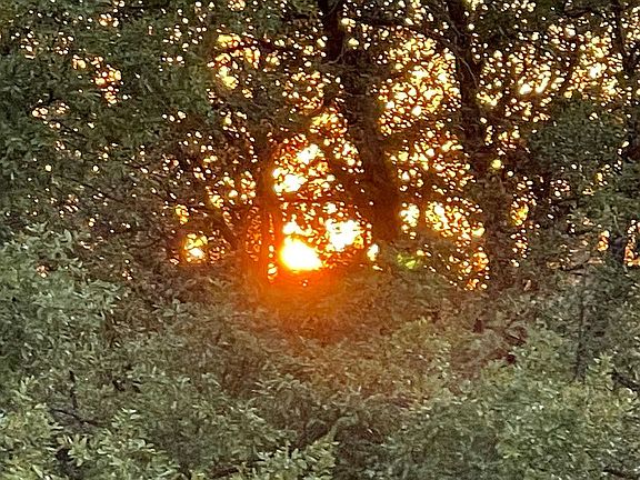 Views of Wildlife and Nature