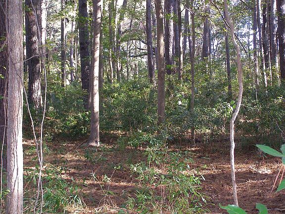 MATURE OAKS AND PINES