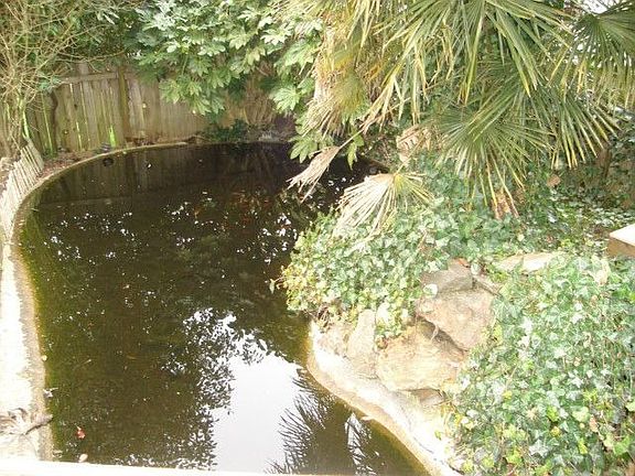 Coy Pond