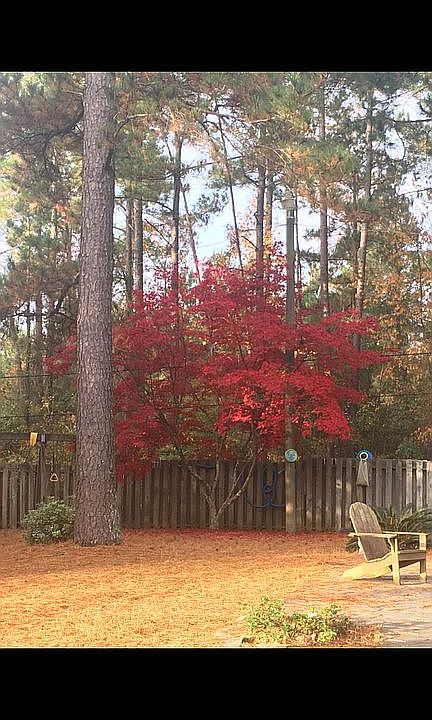 My favorite back yard tree..