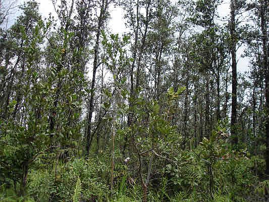 2nd image of Road 9 Koloa Maoli Lot 5381