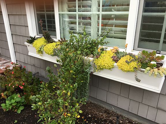 Window boxes