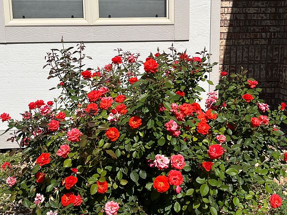 Front landscaping.