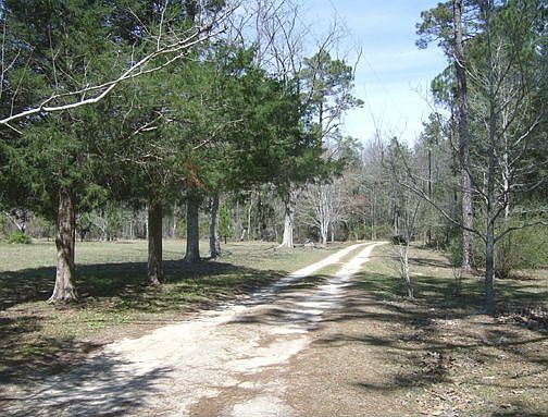 cedar-lined driveway