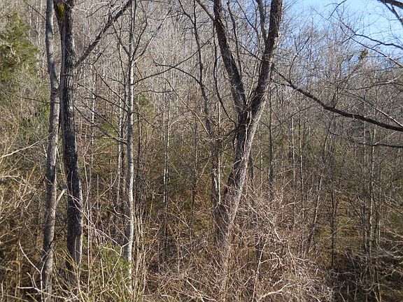 4th image of 75 Ac Grundy Quarles Hwy