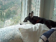 Serene hillside (NW) view