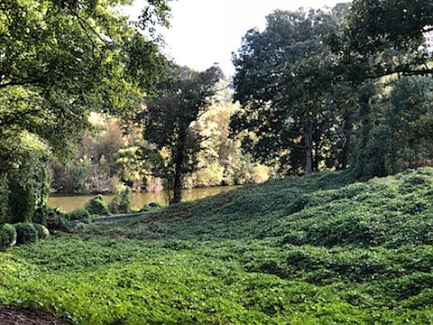 Lush Landscaping & Pond