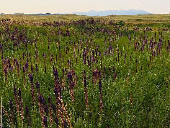wildflowers in July