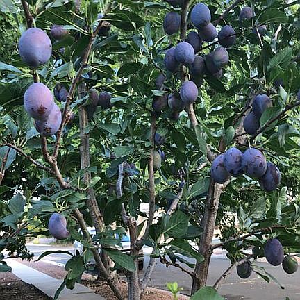 Plum tree front lawn