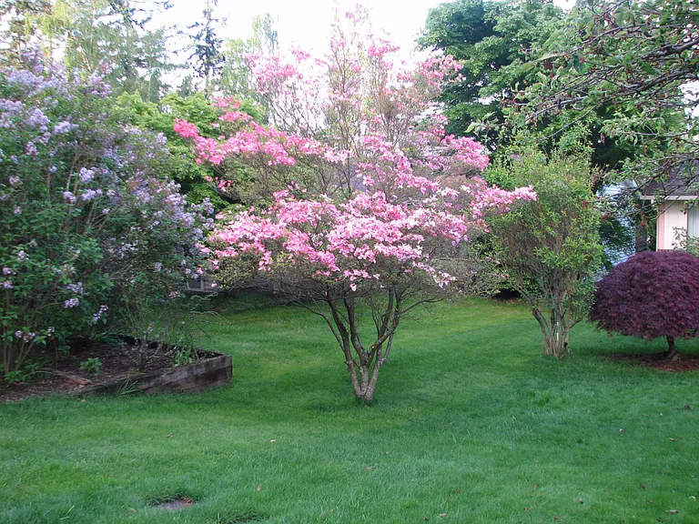 Front yard