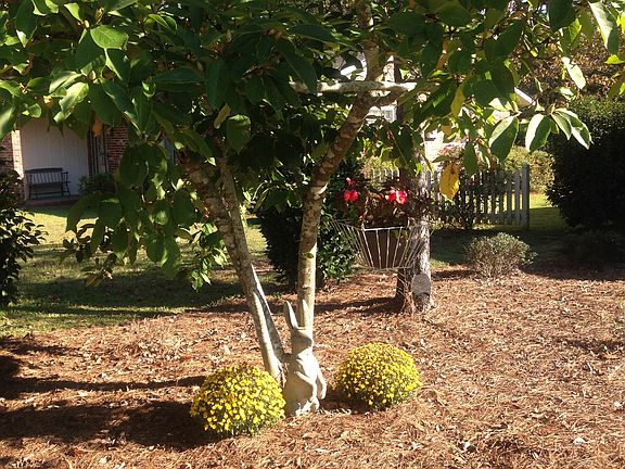Pine Island, Dogwood Tree
