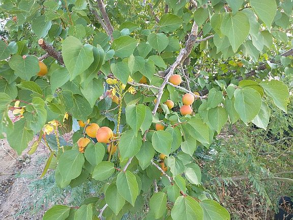 Got to harvest Apricots