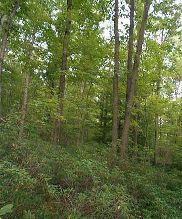 3rd image of 9821 Brandonville Pike