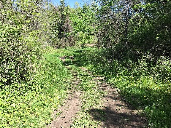 Trail