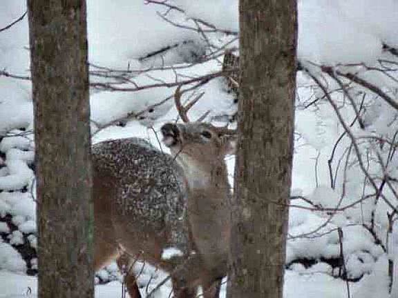 Wildlife in the area