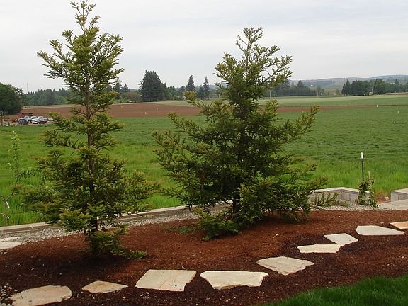Country views