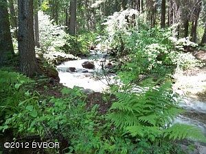 Beautiful Ferns