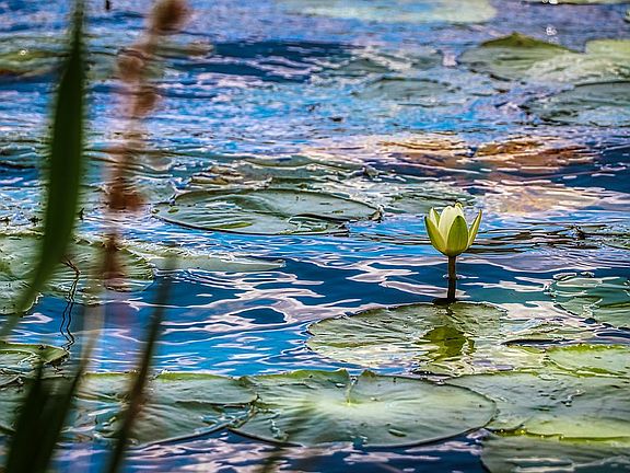 Lake MaGarity